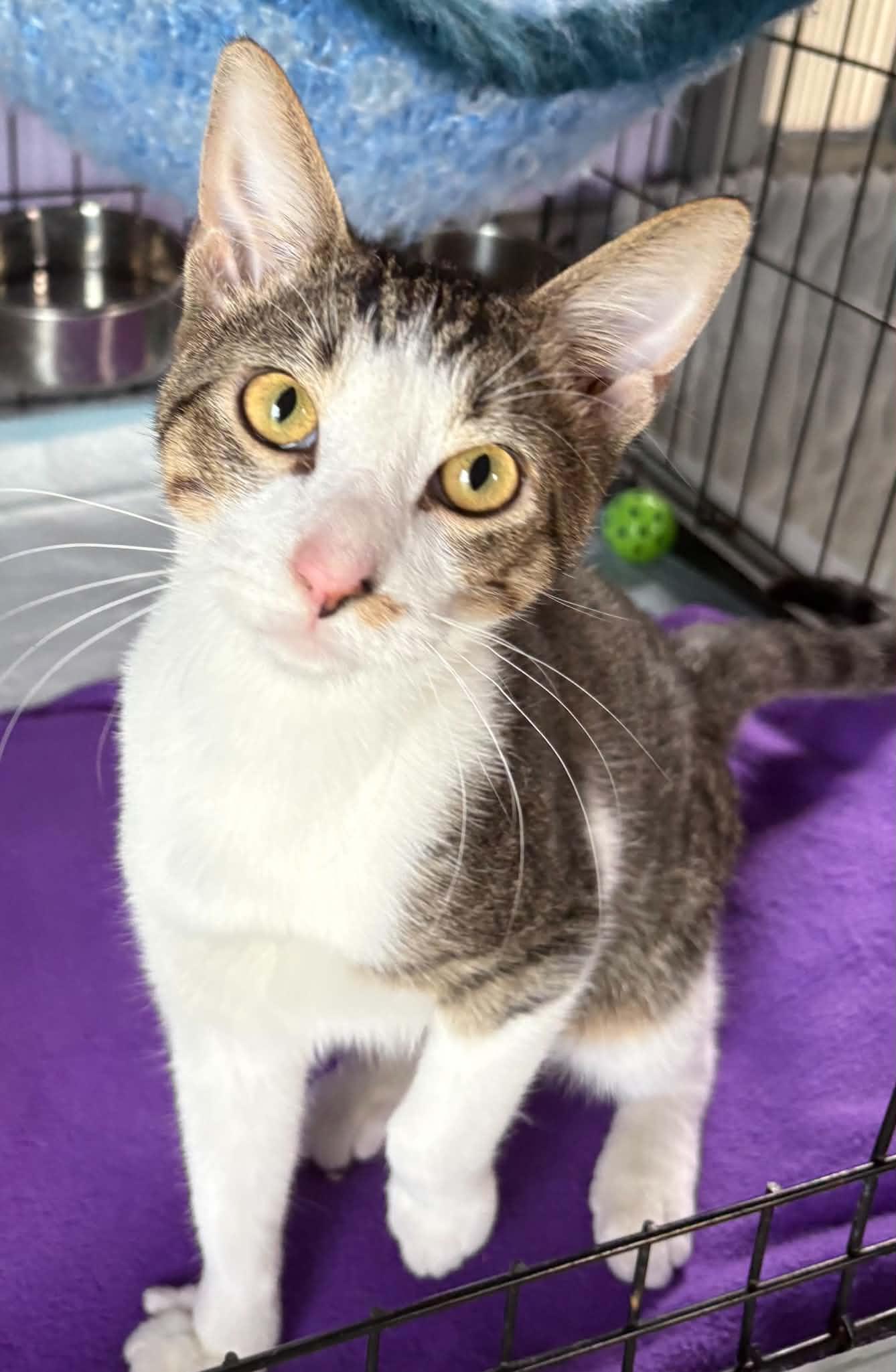 Enlarge Milky Way, a Adoptable Domestic Short Hair in Dalzell, IL image 2/3