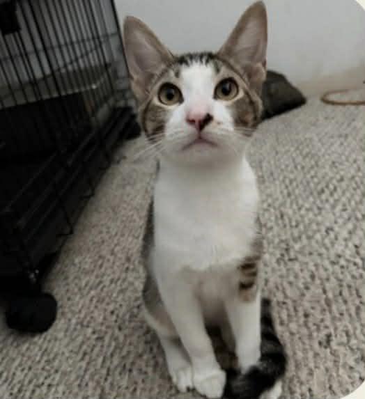 Enlarge Milky Way, a Adoptable Domestic Short Hair in Dalzell, IL image 3/3