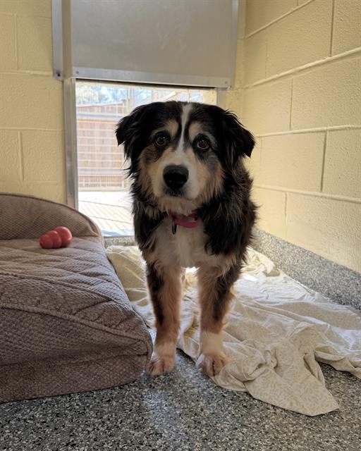 Enlarge SHATZI, a Adoptable Australian Shepherd in Brewster, MA image 1/1