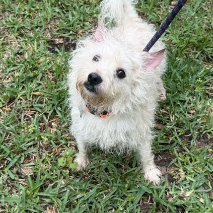 Rory, a Adoptable mixed breed in Spring, TX image 1/2