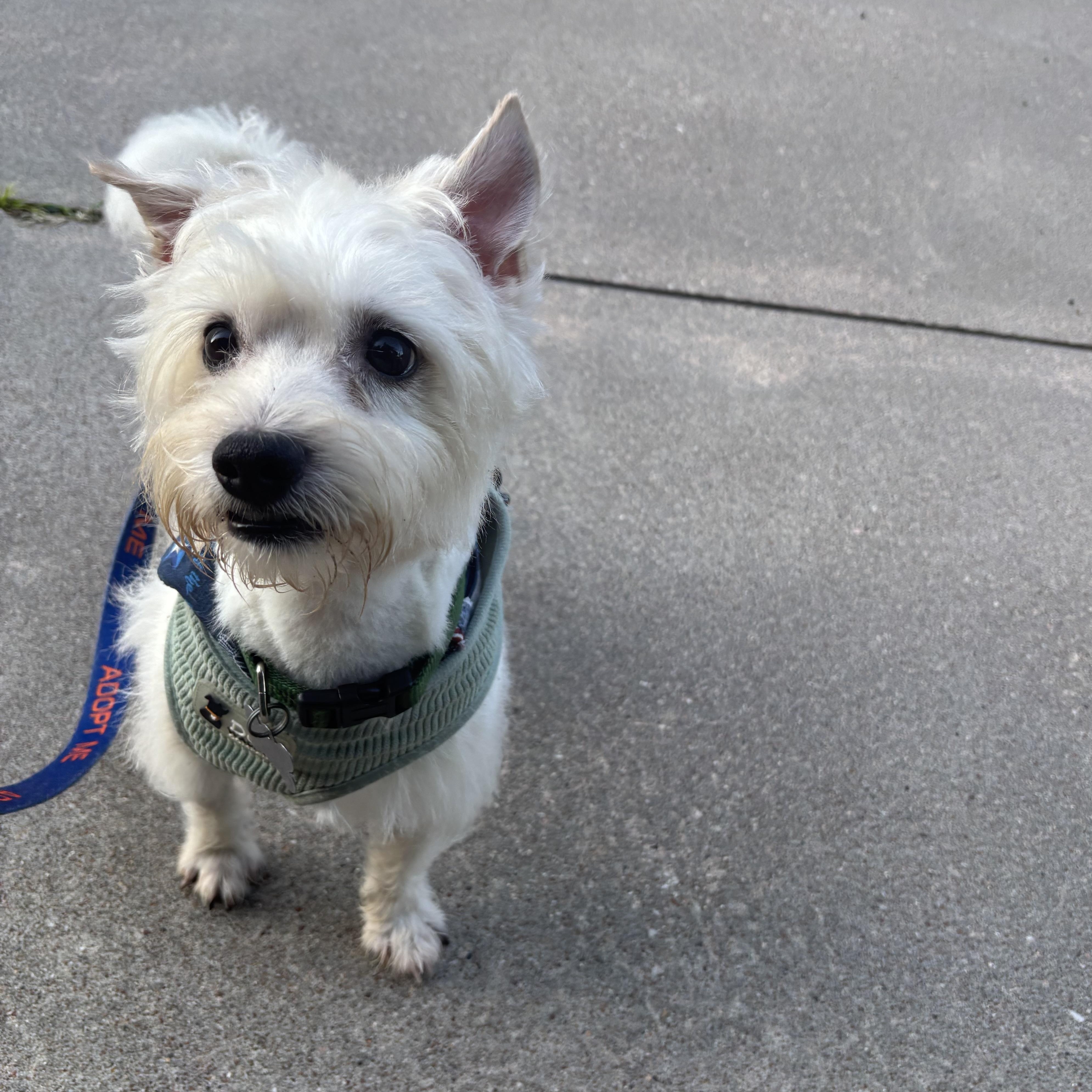 Enlarge Rory, an adopted mixed breed in Spring, TX image 3/5