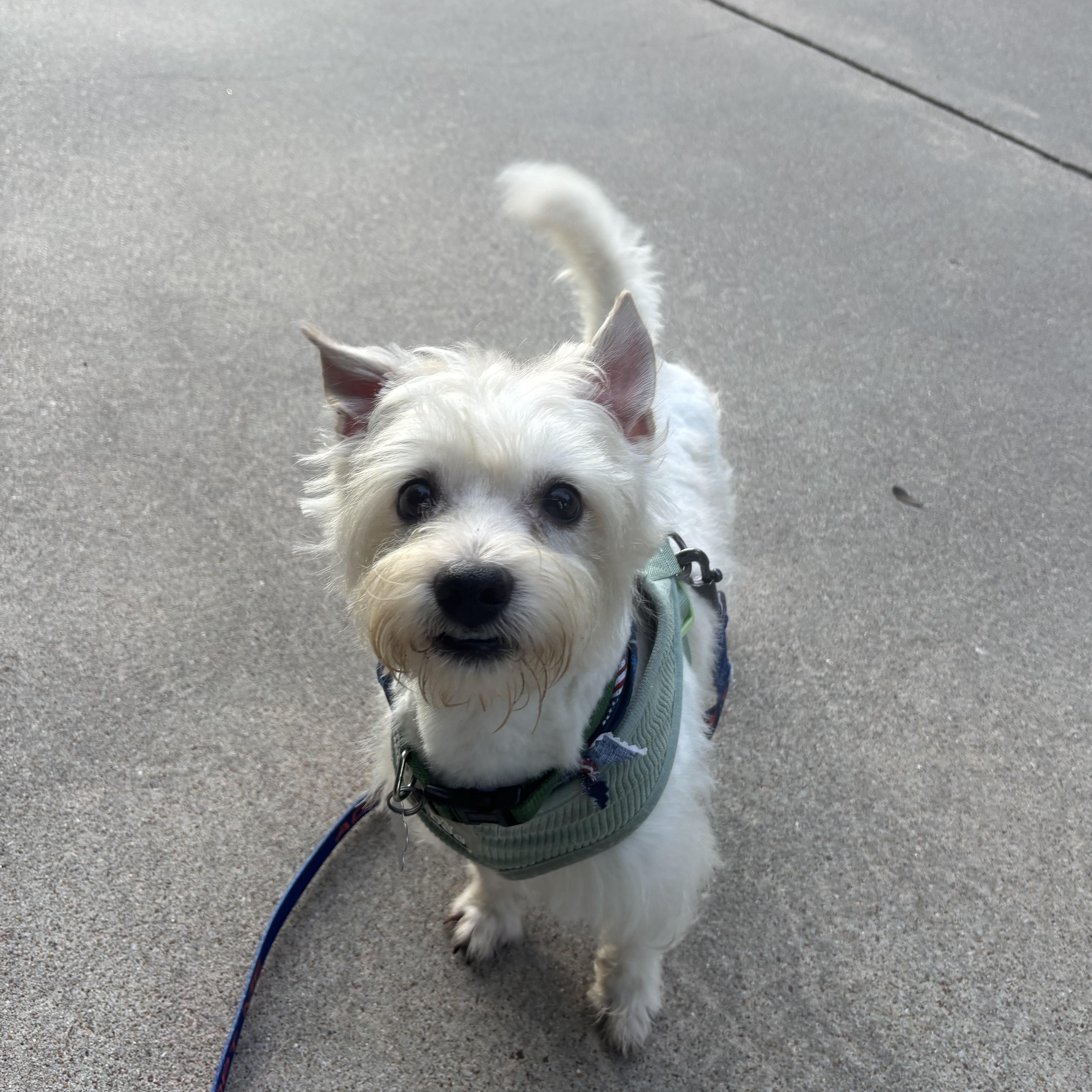 Enlarge Rory, an adopted mixed breed in Spring, TX image 2/5