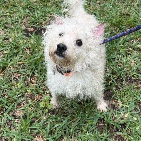 Rory, a Adoptable mixed breed in Spring, TX image 2/2
