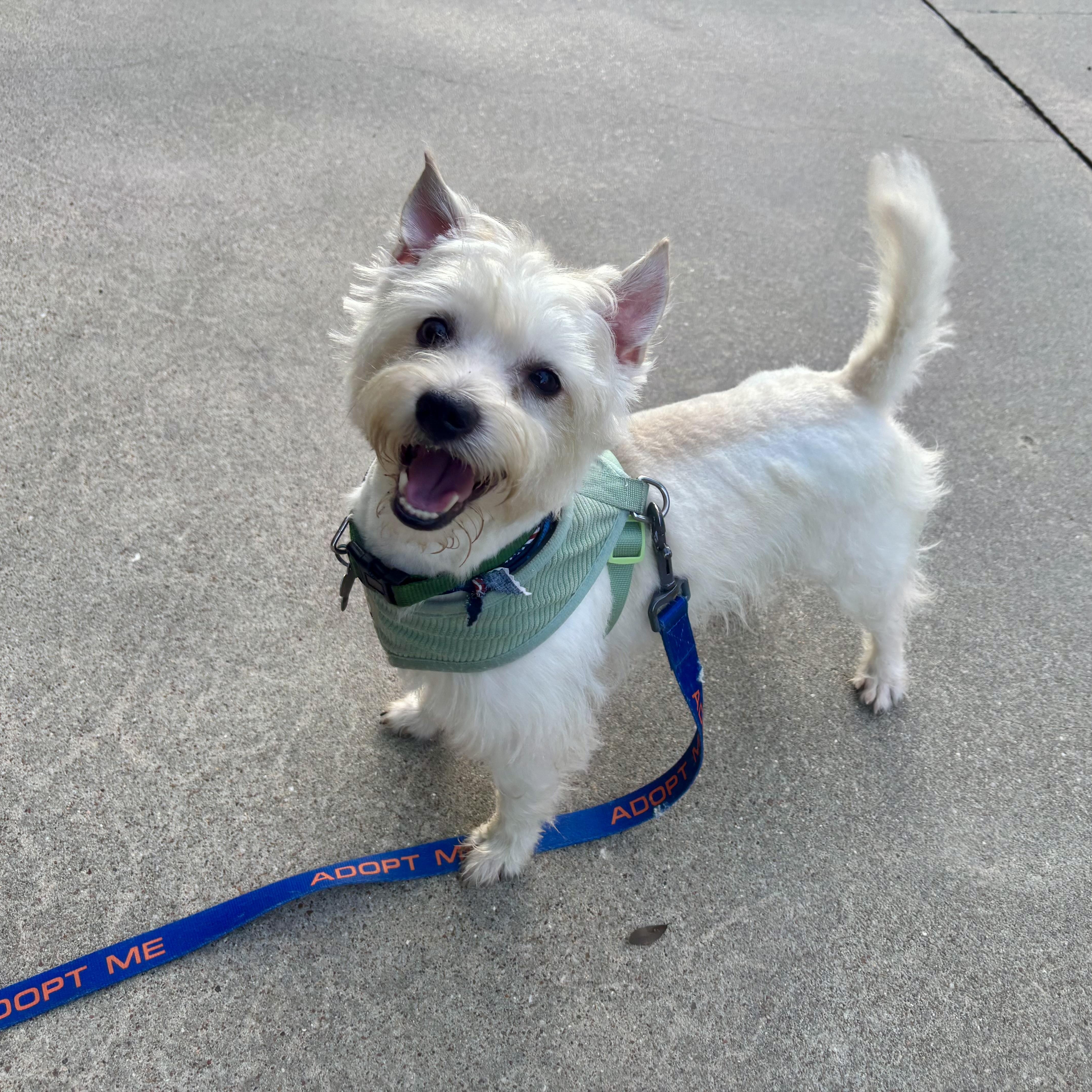 Enlarge Rory, an adopted mixed breed in Spring, TX image 1/5