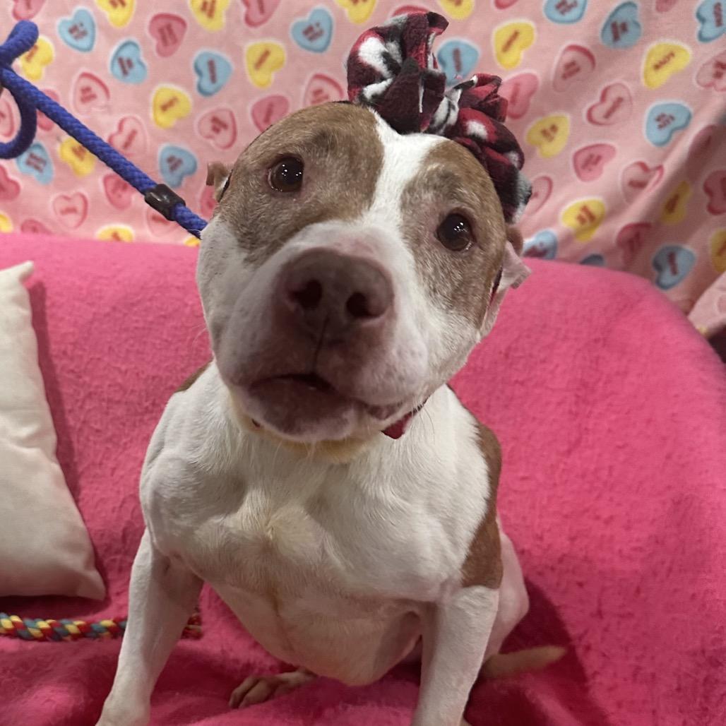 Nibs (L-1-25), Adoptable, Adult Female Pit Bull Terrier.