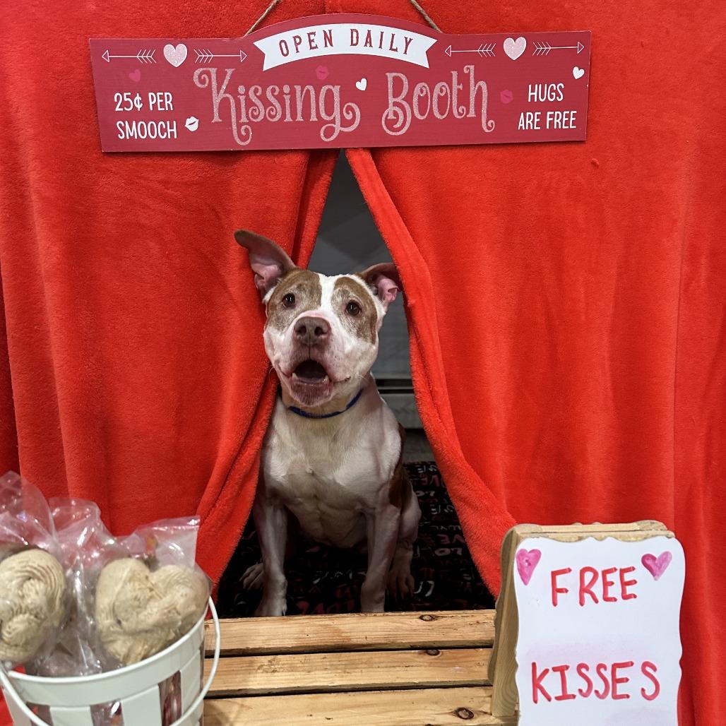 Nibs (L-1-25), a Adoptable Pit Bull Terrier in Watertown, NY image 2/6