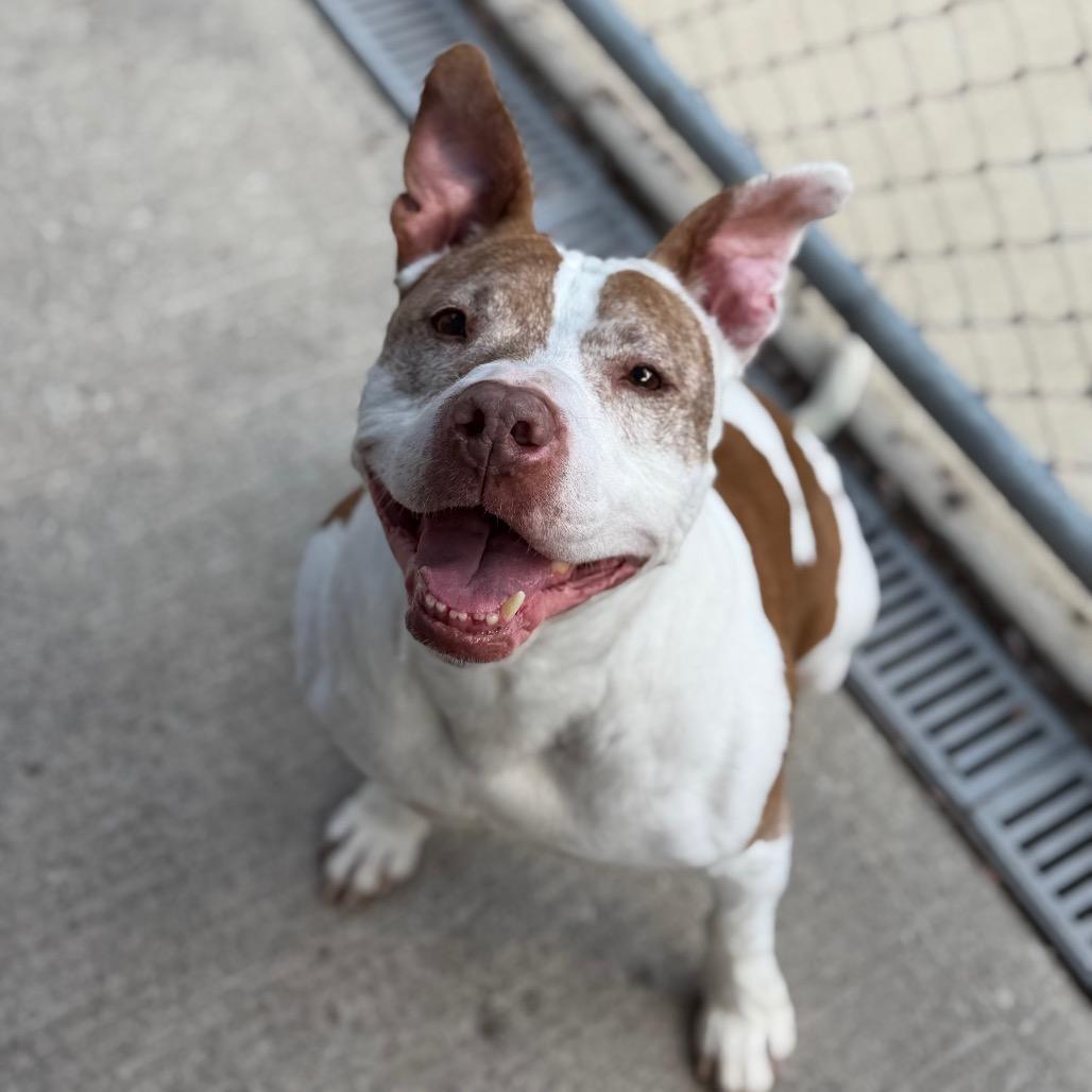 Nibs (L-1-25), a Adoptable Pit Bull Terrier in Watertown, NY image 3/6