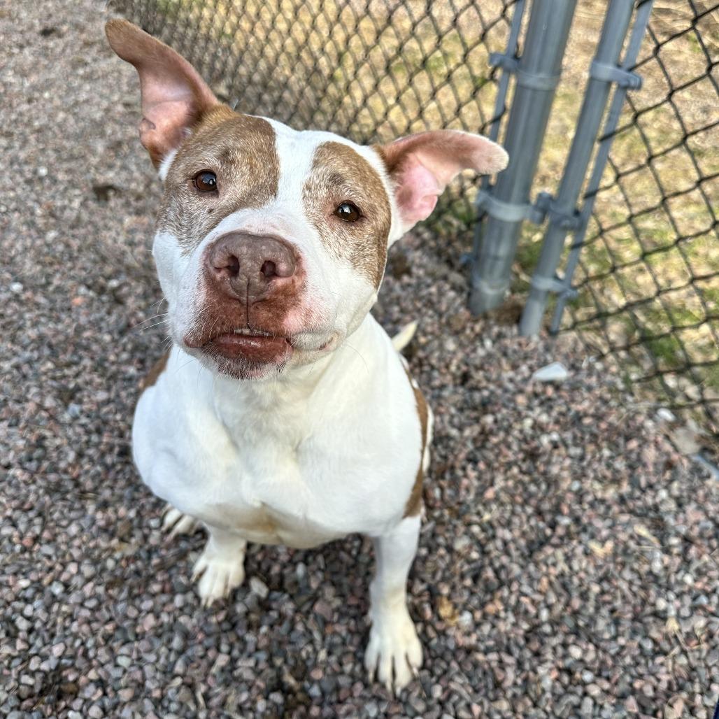 Nibs (L-1-25), a Adoptable Pit Bull Terrier in Watertown, NY image 3/6