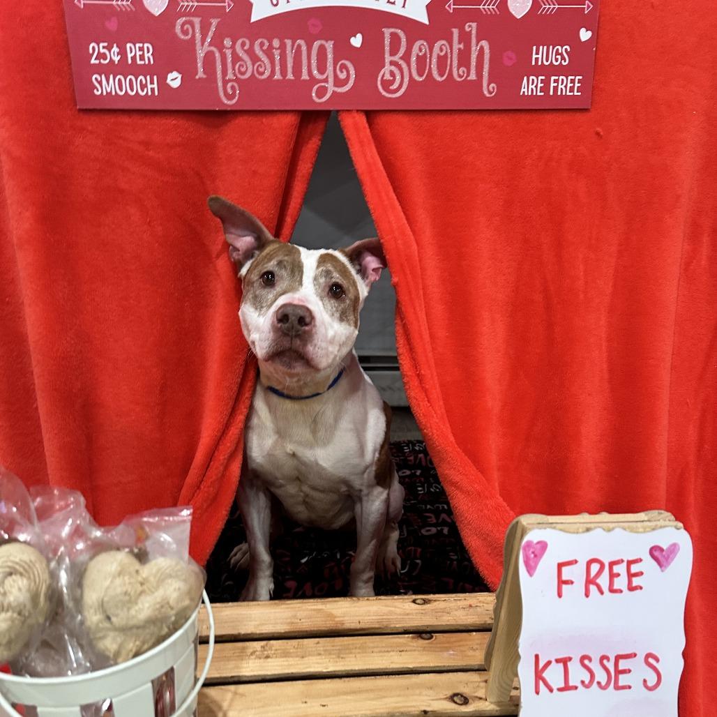 Nibs (L-1-25), a Adoptable Pit Bull Terrier in Watertown, NY image 4/6