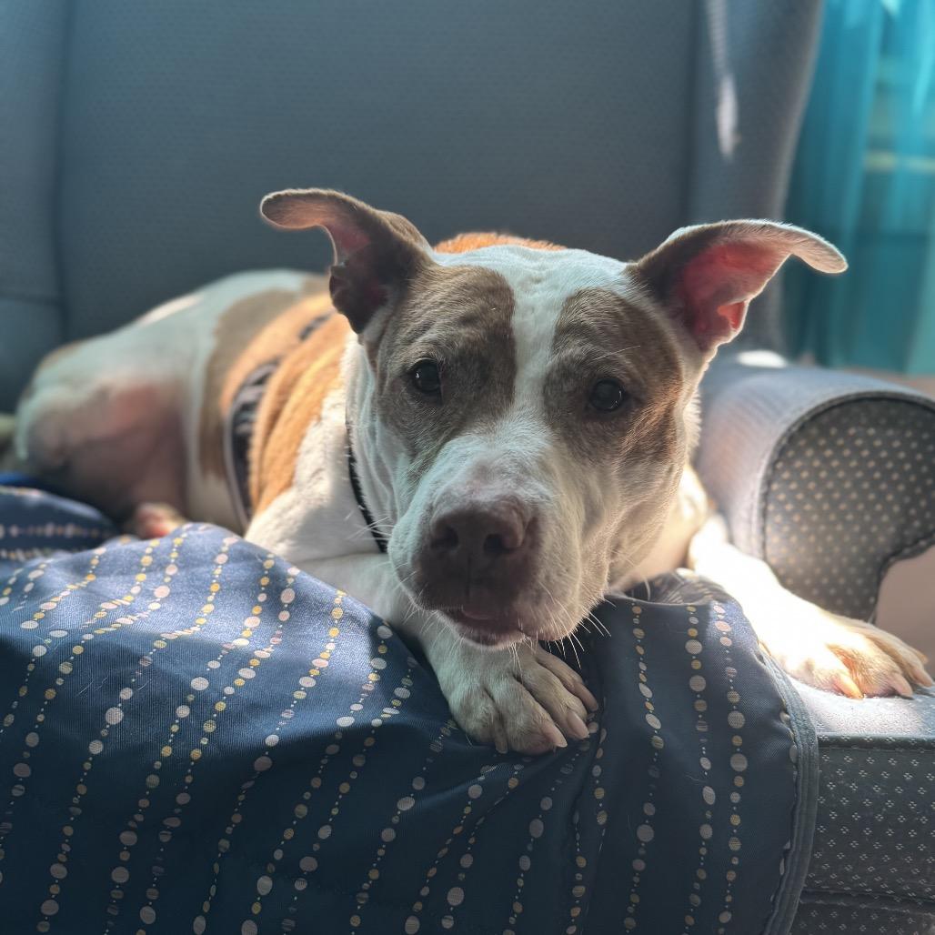 Nibs (L-1-25), a Adoptable Pit Bull Terrier in Watertown, NY image 5/6