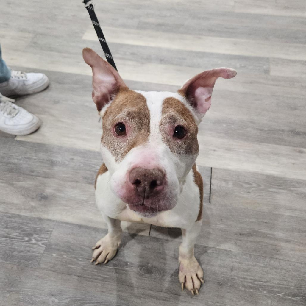 Nibs (L-1-25), a Adoptable Pit Bull Terrier in Watertown, NY image 6/6