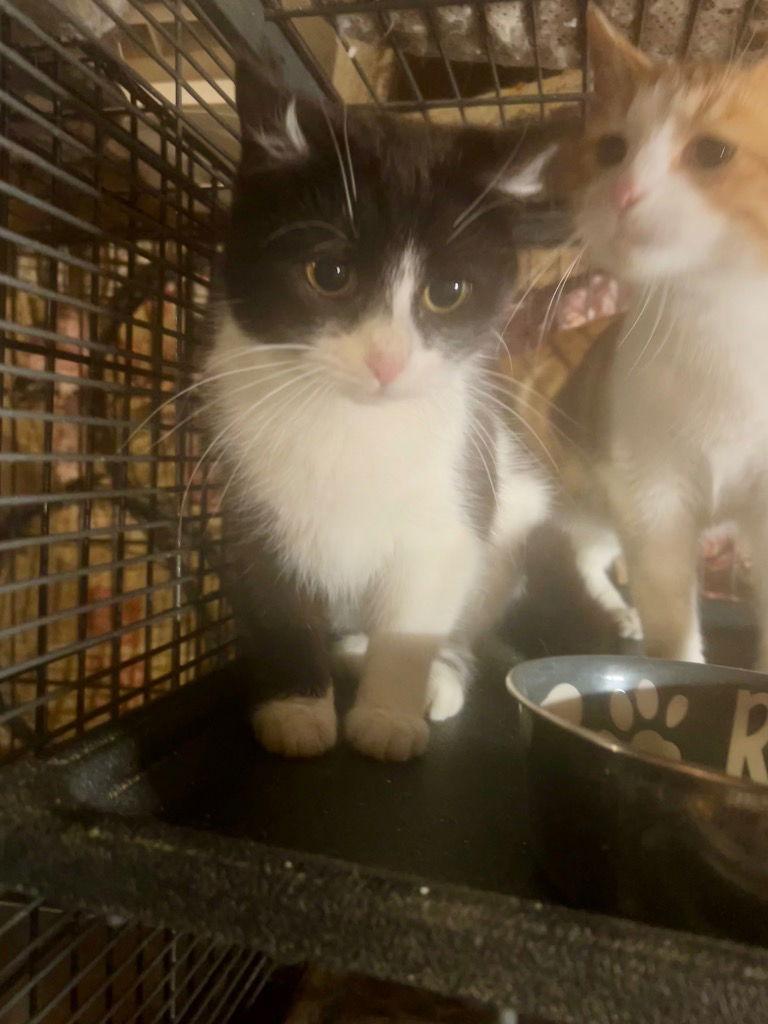 Cottontail, a Adoptable Domestic Short Hair in Cromwell, KY image 1/3