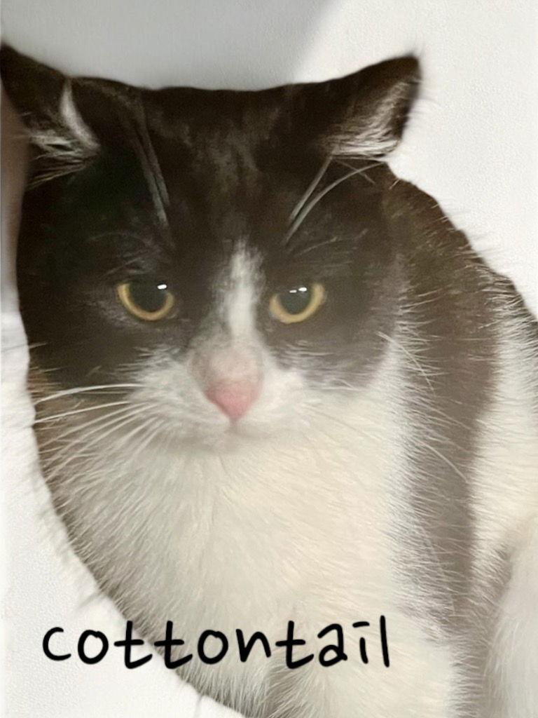 Cottontail, a Adoptable Domestic Short Hair in Cromwell, KY image 2/3