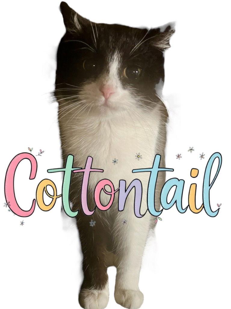 Cottontail, a Adoptable Domestic Short Hair in Cromwell, KY image 3/3