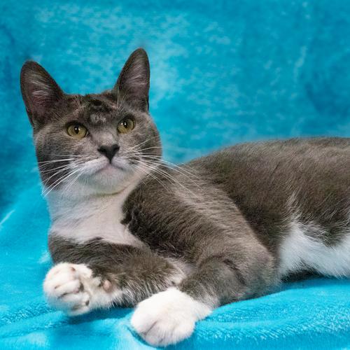 COPPER, Adoptable, Young Male Domestic Short Hair.