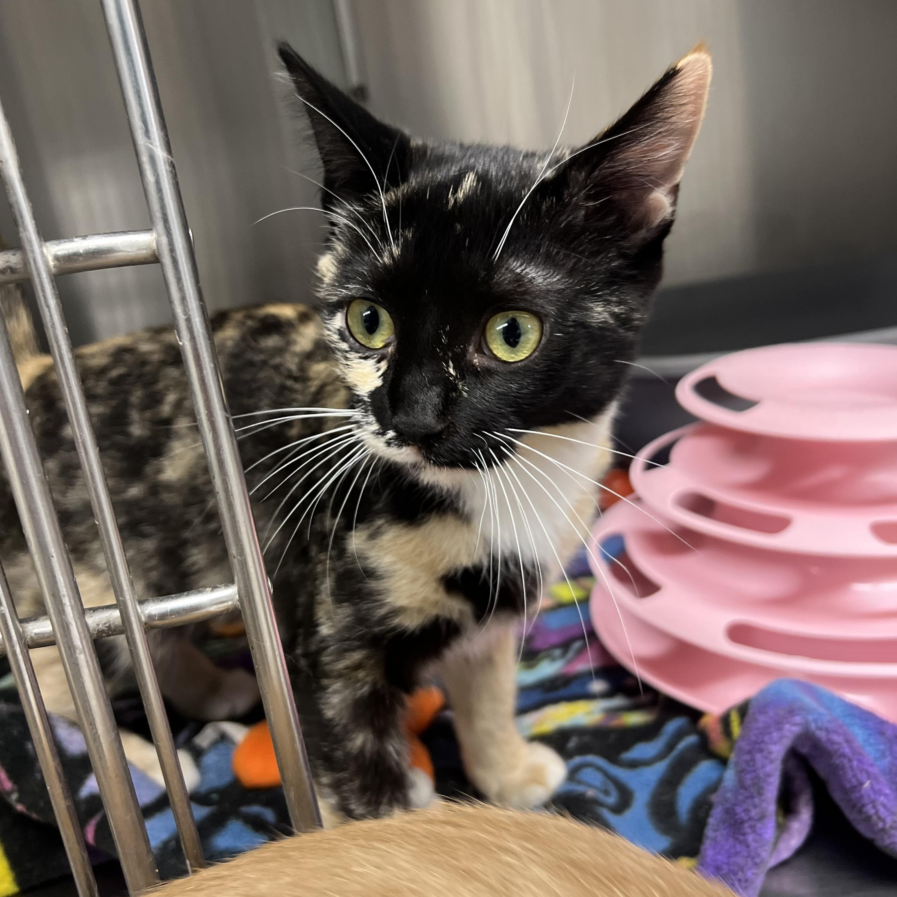 Guinevere, an adopted mixed breed in Mount Pleasant, MI image 2/2