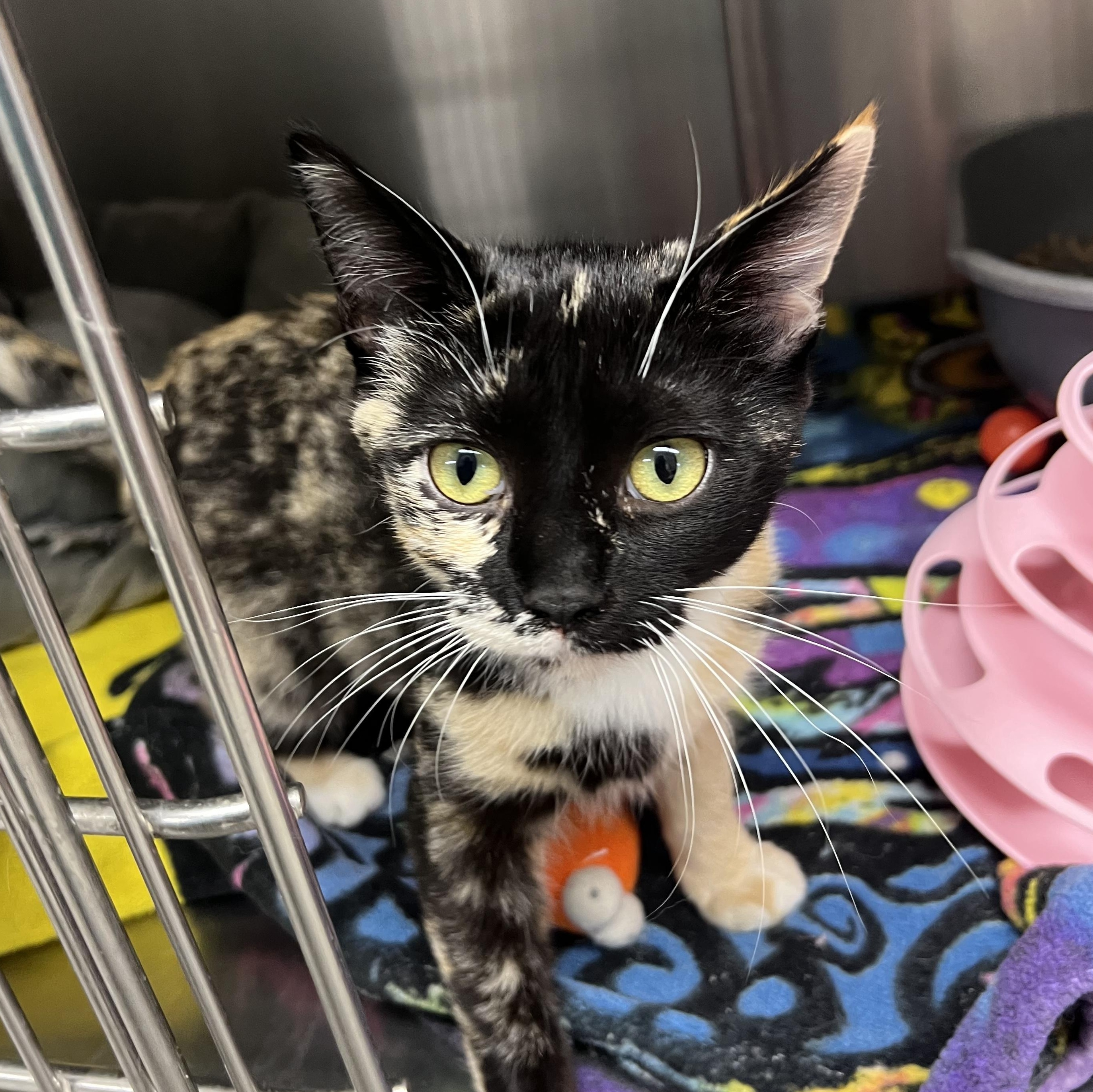 Guinevere, an adopted mixed breed in Mount Pleasant, MI image 1/2