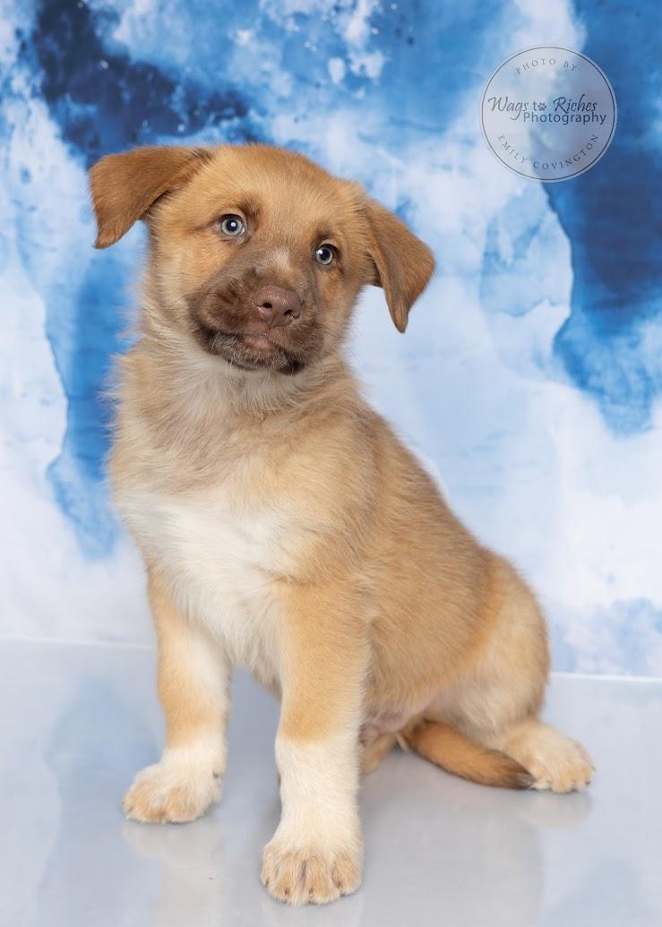 Truffles - Adopted, adopted, Puppy Male Great Pyrenees & Golden Retriever.