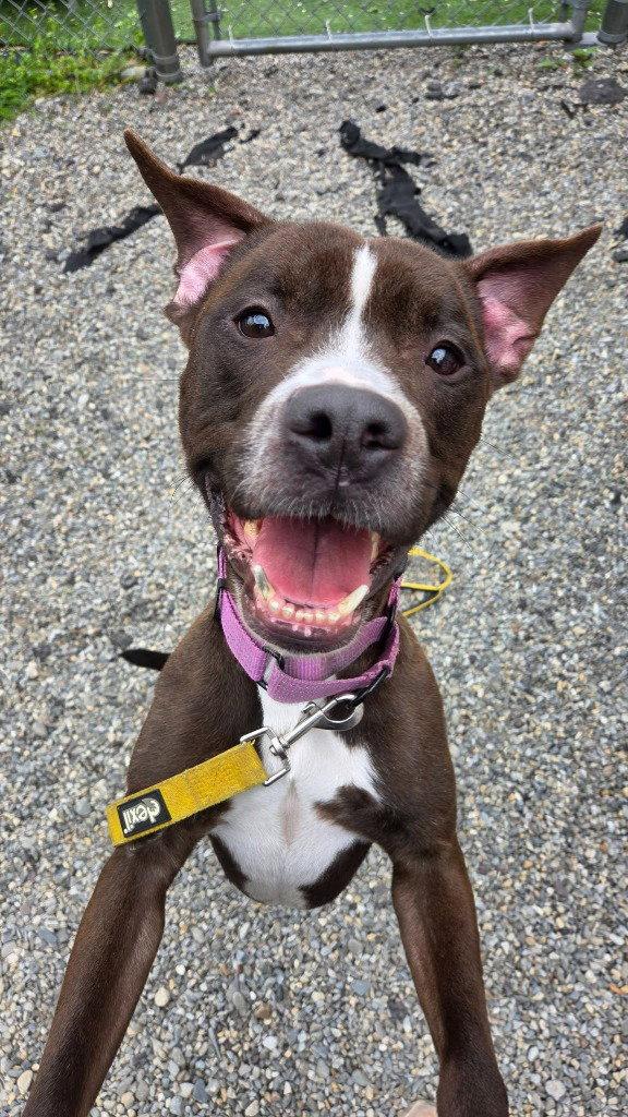 Harry, Adoptable, Adult Male American Staffordshire Terrier & American Staffordshire Terrier.
