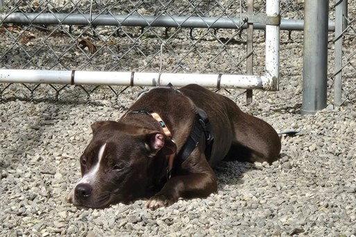 Enlarge Harry, a Adoptable mixed breed in Sayreville, NJ image 2/3