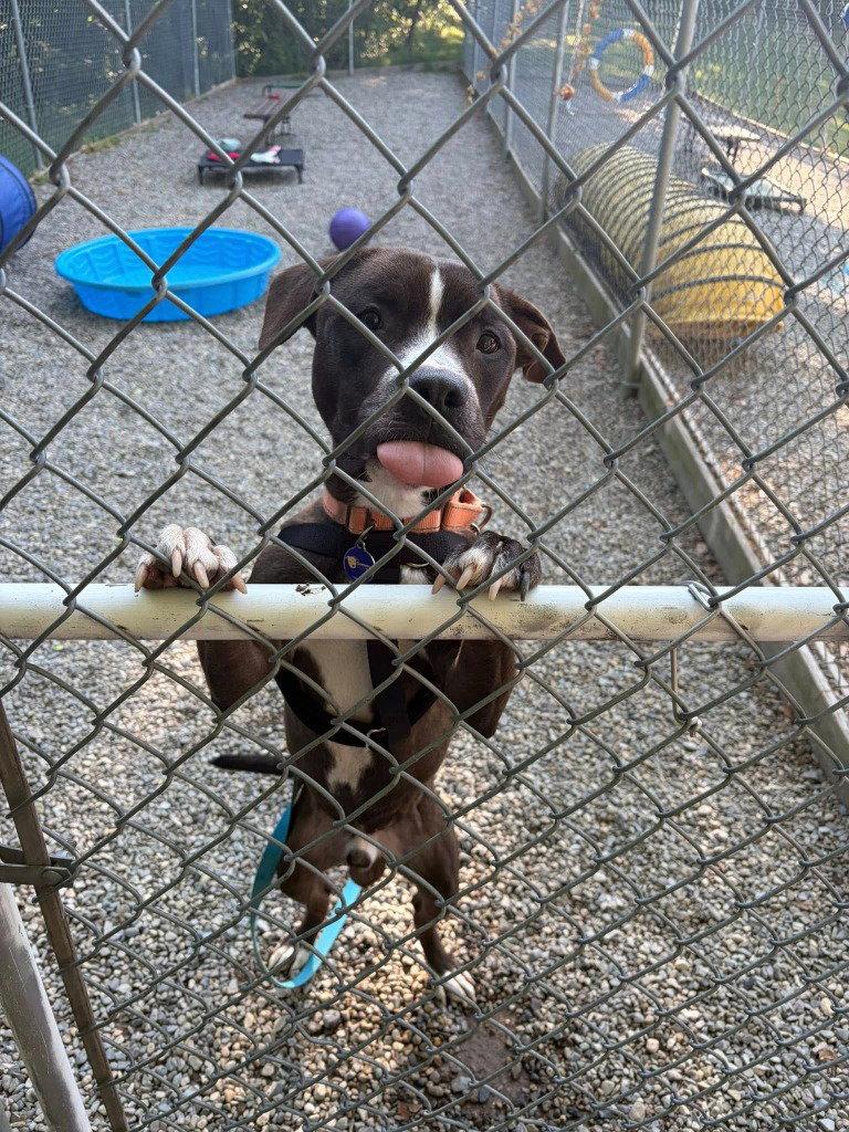 Enlarge Harry, a Adoptable mixed breed in Sayreville, NJ image 3/3