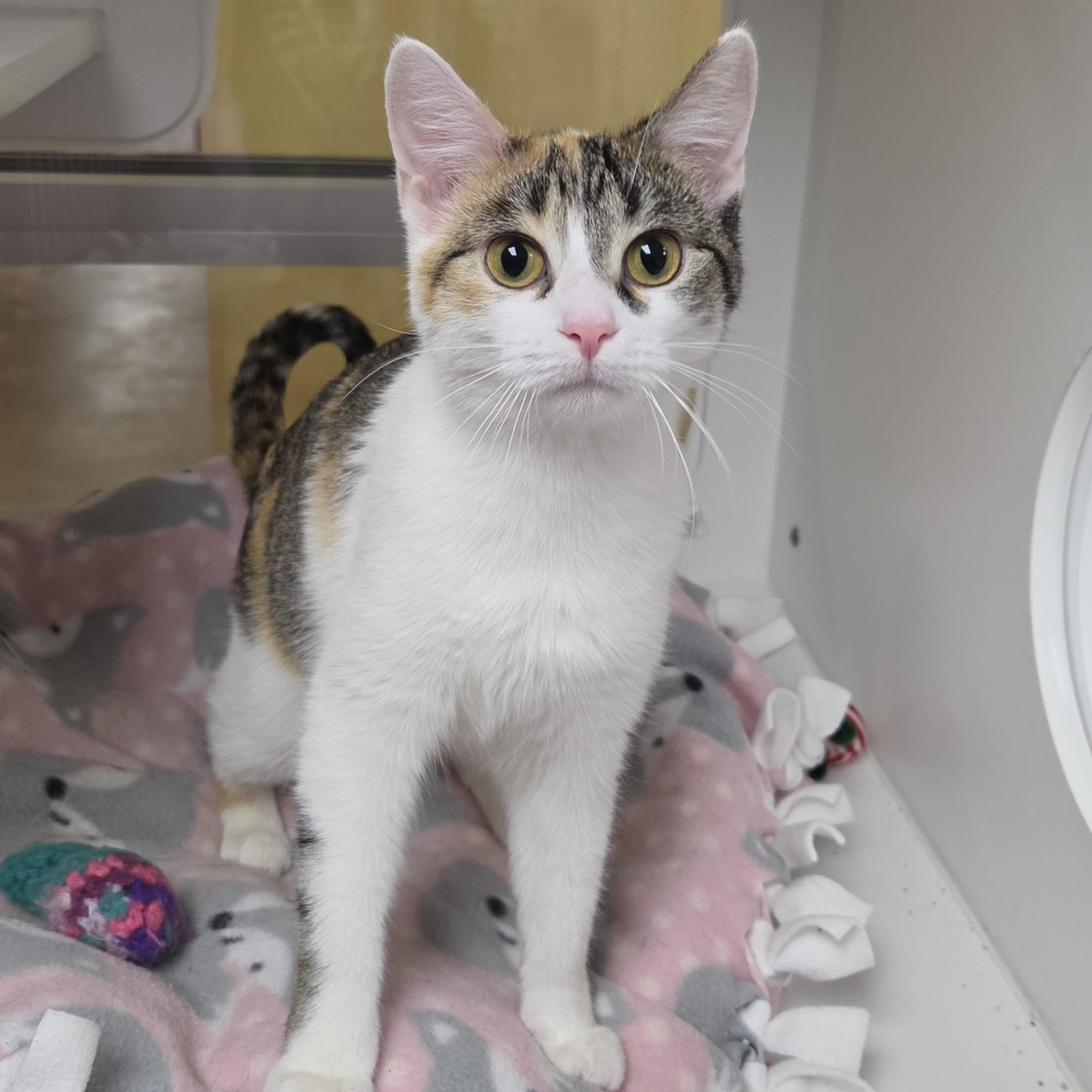 Enlarge Sour Patch, a ADOPTABLE Calico in Marshfield, WI image 1/5