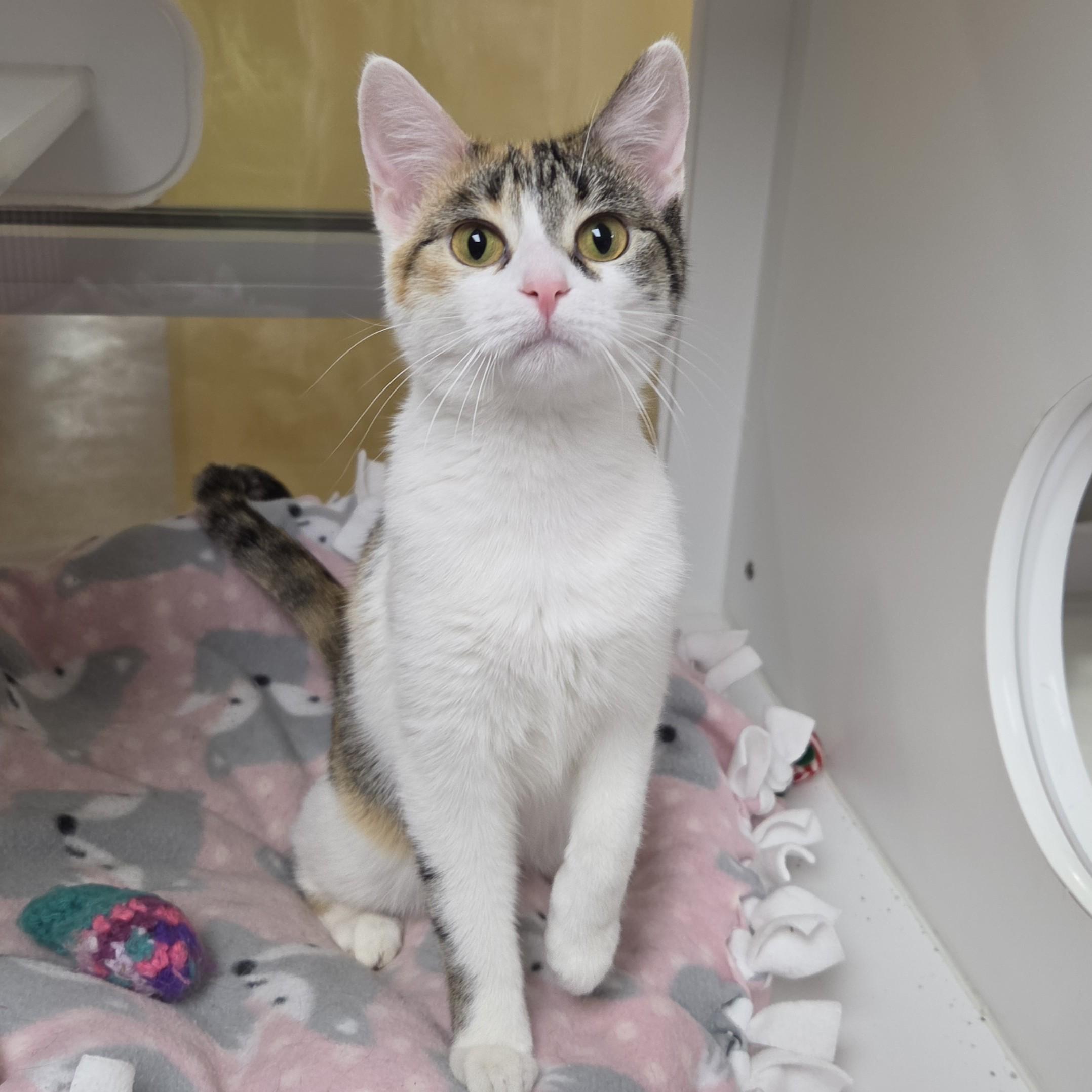 Enlarge Sour Patch, a ADOPTABLE Calico in Marshfield, WI image 4/5