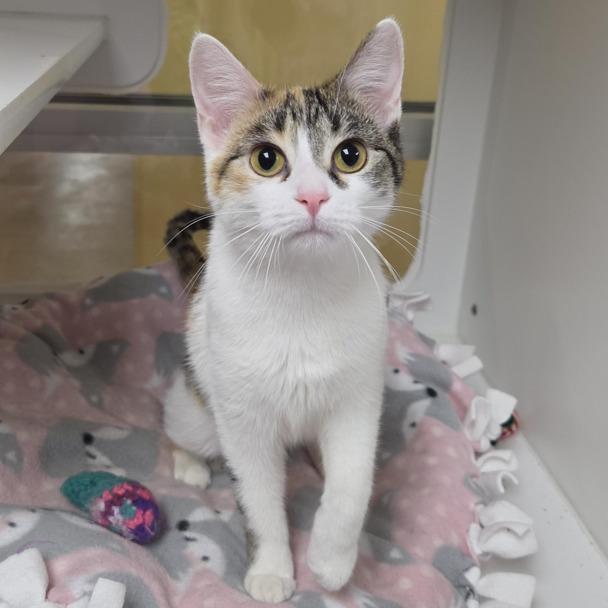 Enlarge Sour Patch, a ADOPTABLE Calico in Marshfield, WI image 2/5