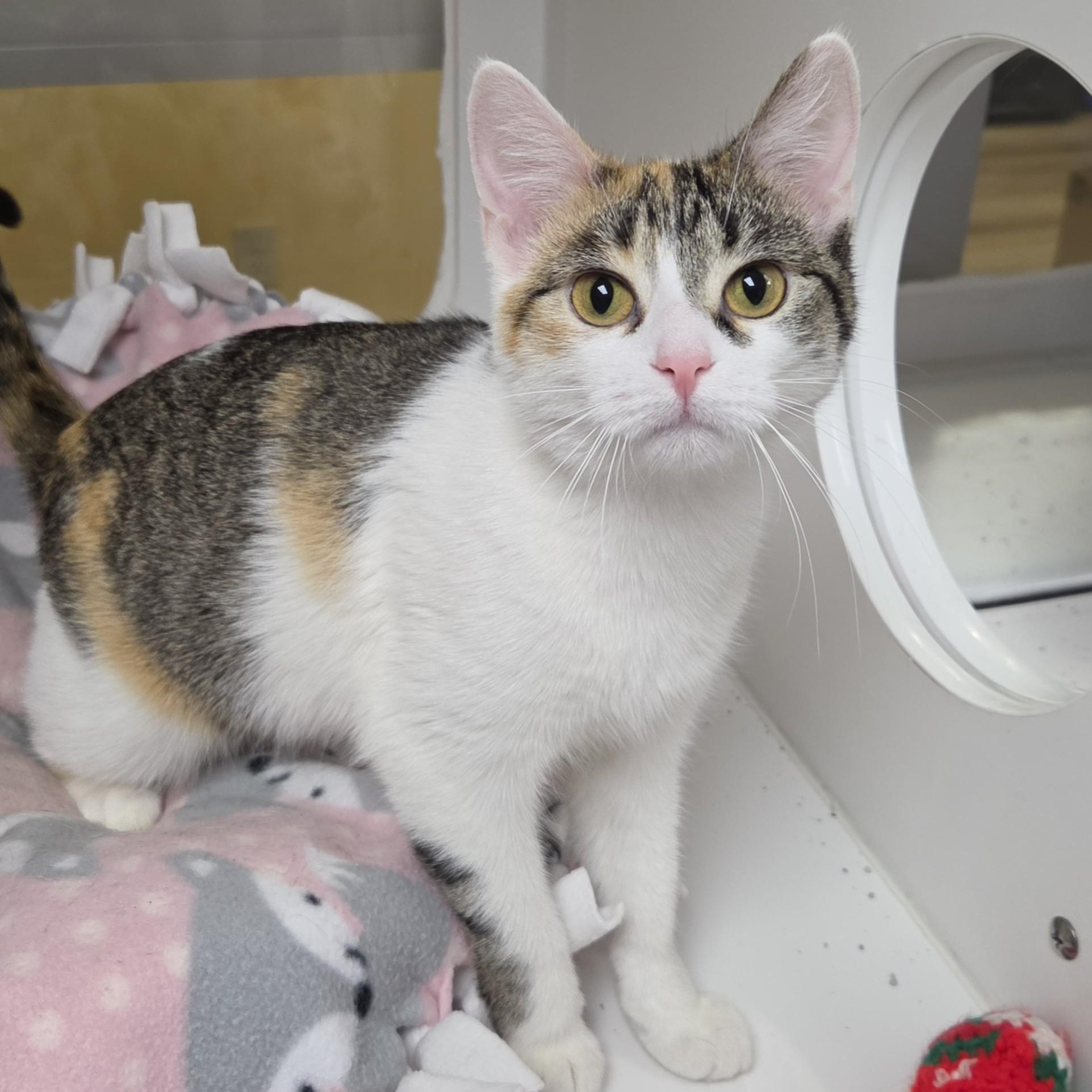 Enlarge Sour Patch, a ADOPTABLE Calico in Marshfield, WI image 3/5