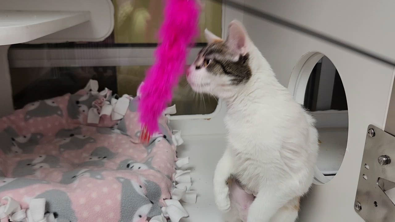 Enlarge Sour Patch, a ADOPTABLE Calico in Marshfield, WI video 5/5