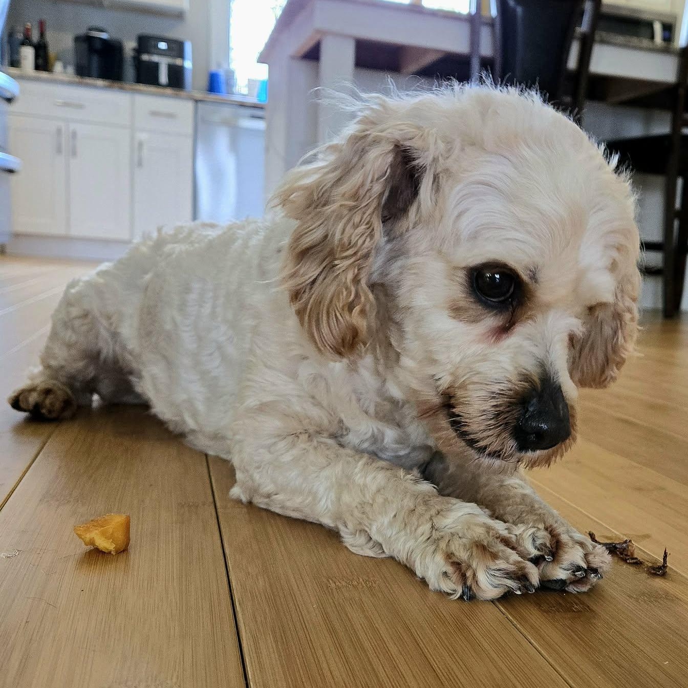 Enlarge Billie, a ADOPTABLE mixed breed in Brockport, NY image 4/6