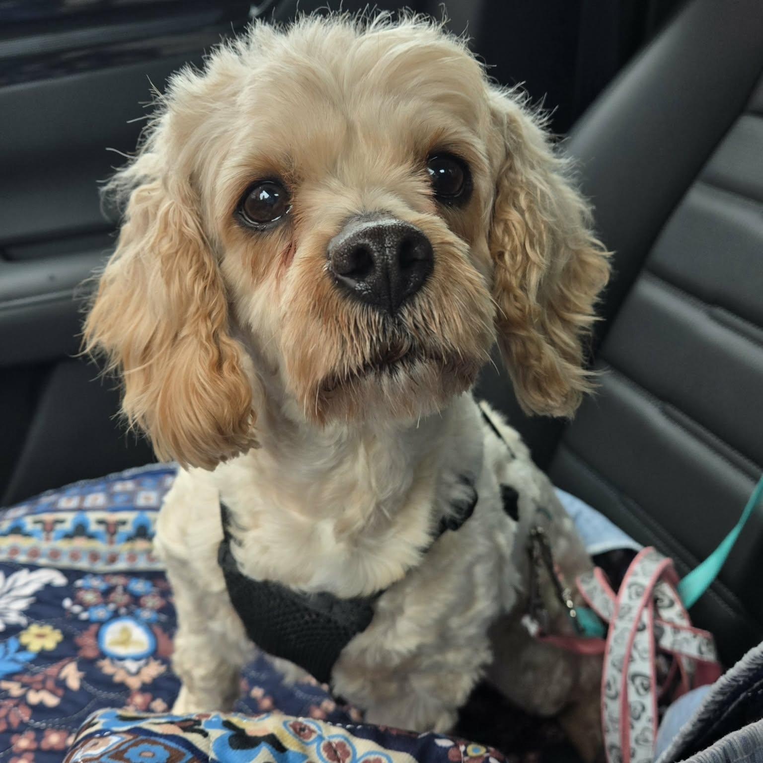 Enlarge Billie, a ADOPTABLE mixed breed in Brockport, NY image 2/6