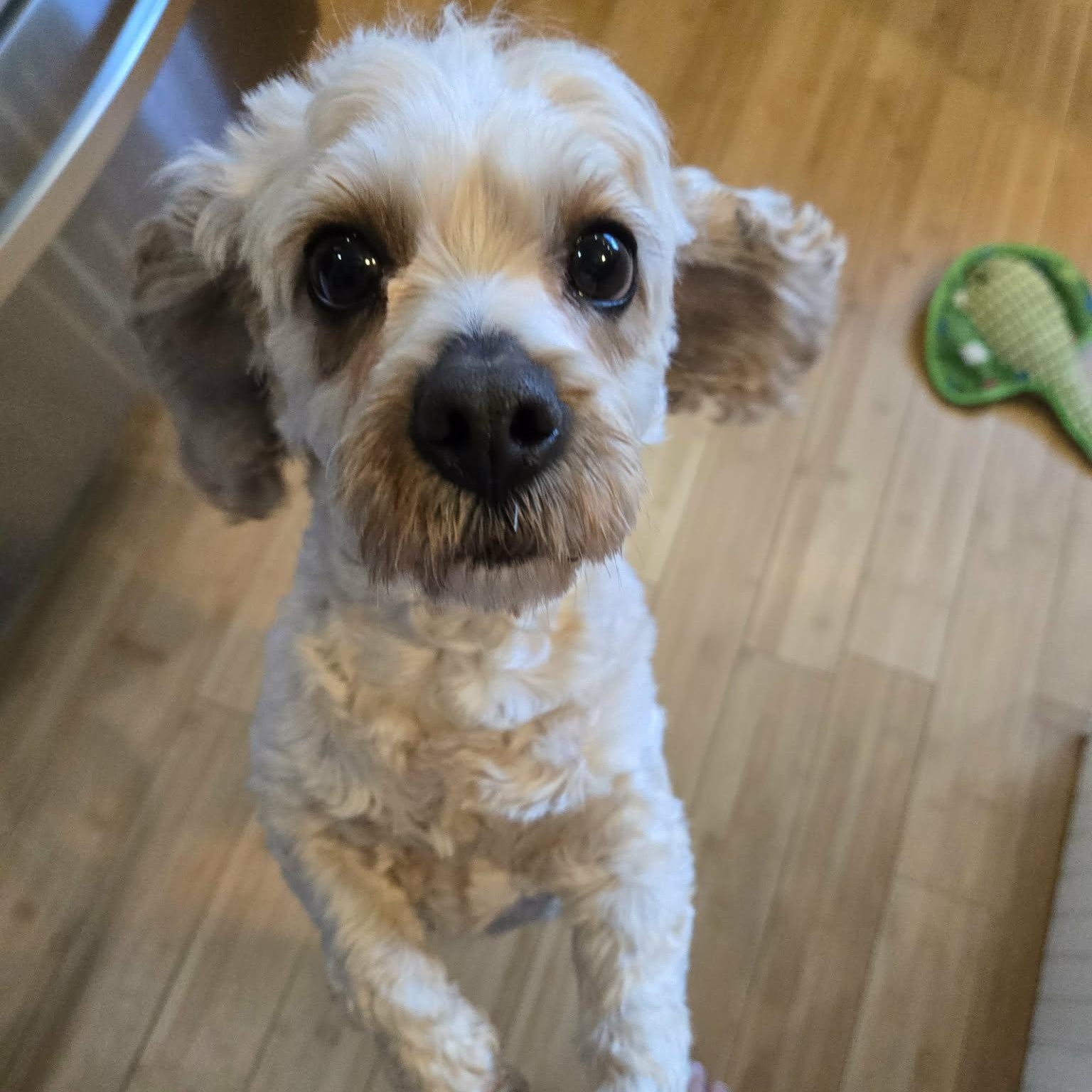 Enlarge Billie, a ADOPTABLE mixed breed in Brockport, NY image 3/6