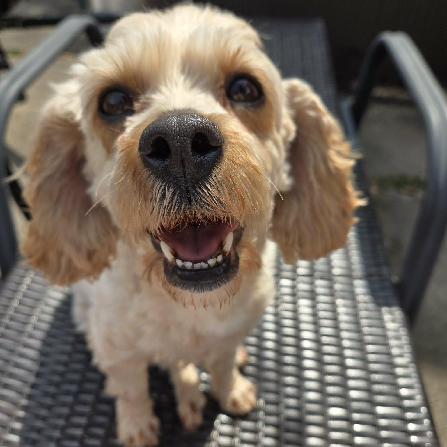 Billie, ADOPTABLE, Adult Female Cavapoo.