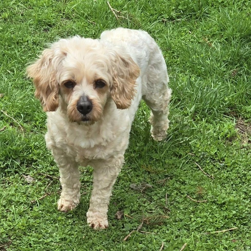 Billie, a ADOPTABLE mixed breed in Brockport, NY image 6/6
