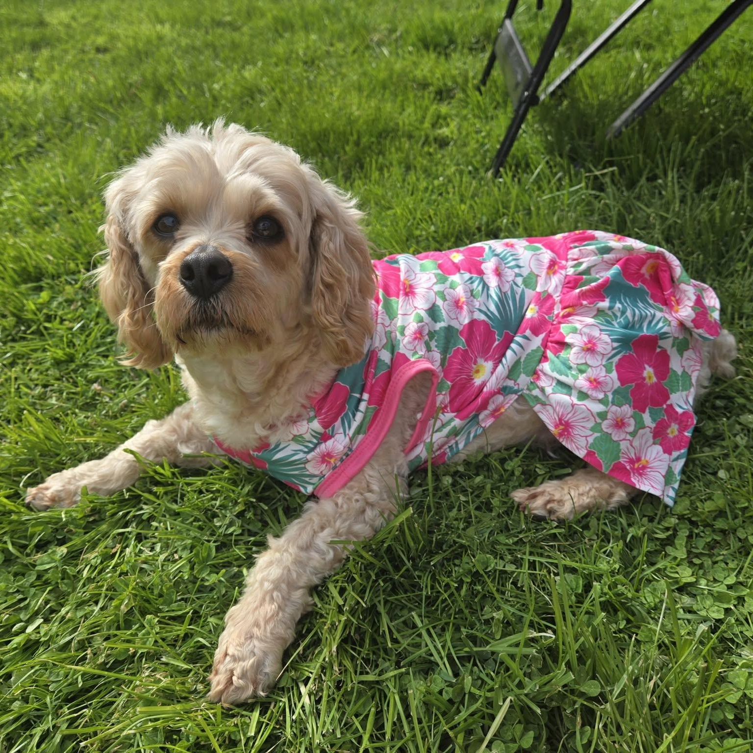 Billie, ADOPTABLE, Adult Female Cavapoo.