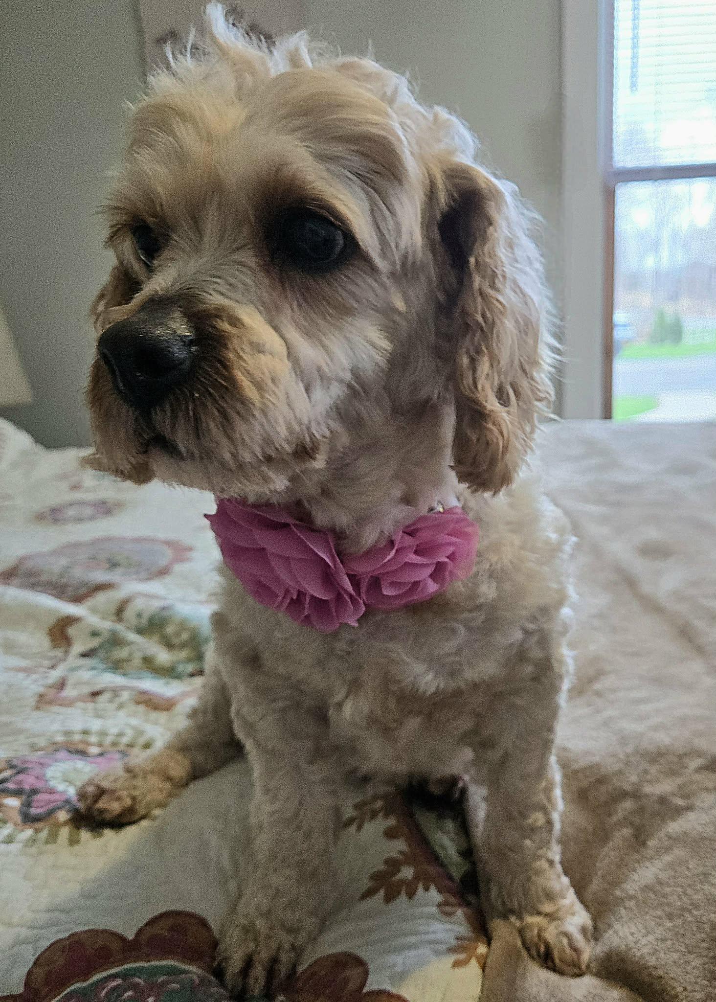 Enlarge Billie, a ADOPTABLE mixed breed in Brockport, NY image 6/6