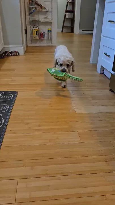 Enlarge Billie, a ADOPTABLE mixed breed in Brockport, NY video 5/6