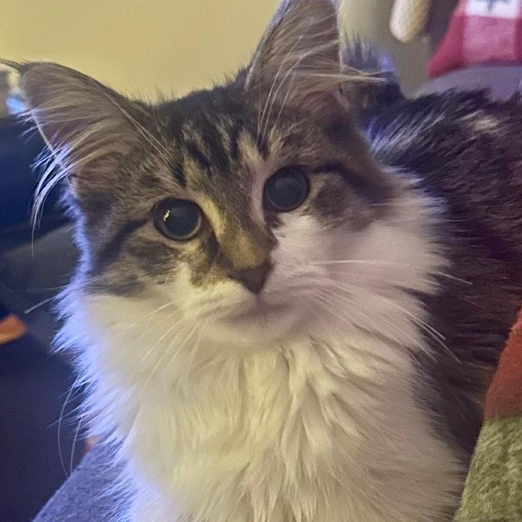 Lettuce, Adoptable, Young Female Domestic Long Hair.