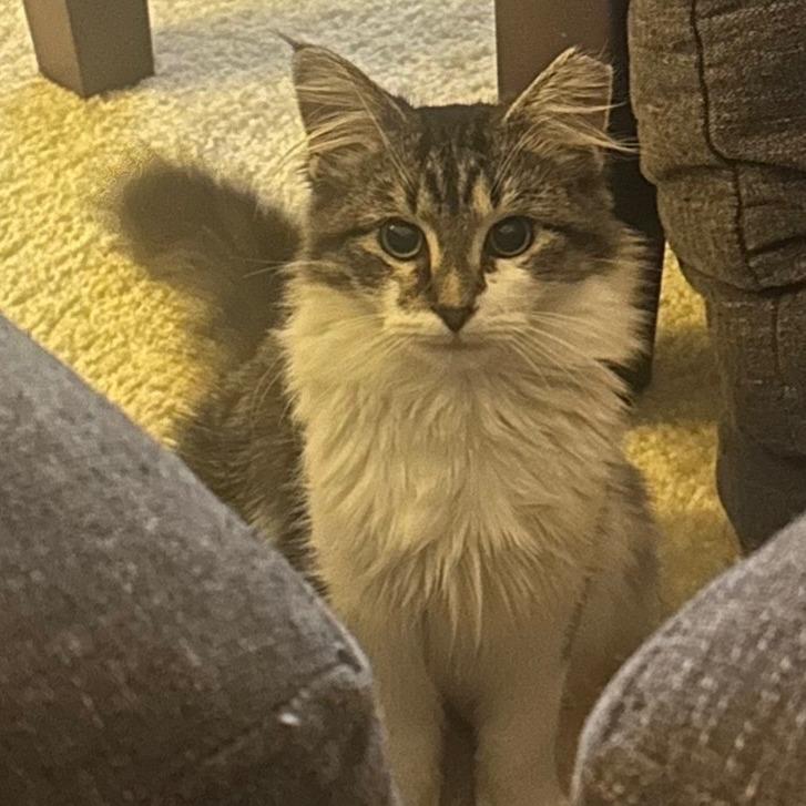 Lettuce, a Adoptable Domestic Long Hair in PITTSBURGH, PA image 2/5