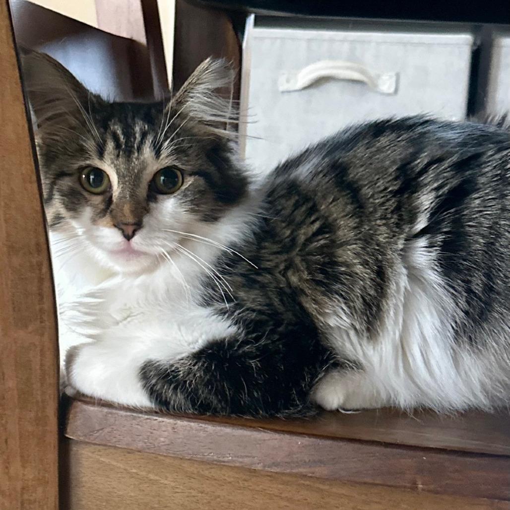Lettuce, a Adoptable Domestic Long Hair in PITTSBURGH, PA image 3/5
