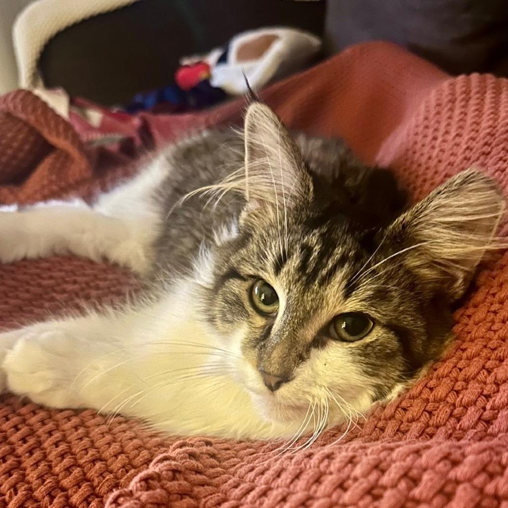 Enlarge Lettuce, a Adoptable Domestic Long Hair in PITTSBURGH, PA image 3/5