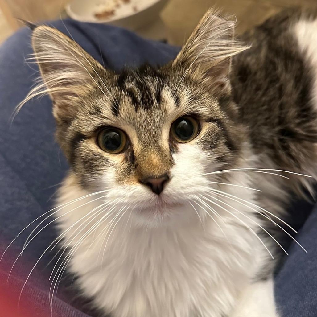 Enlarge Lettuce, a Adoptable Domestic Long Hair in PITTSBURGH, PA image 4/5