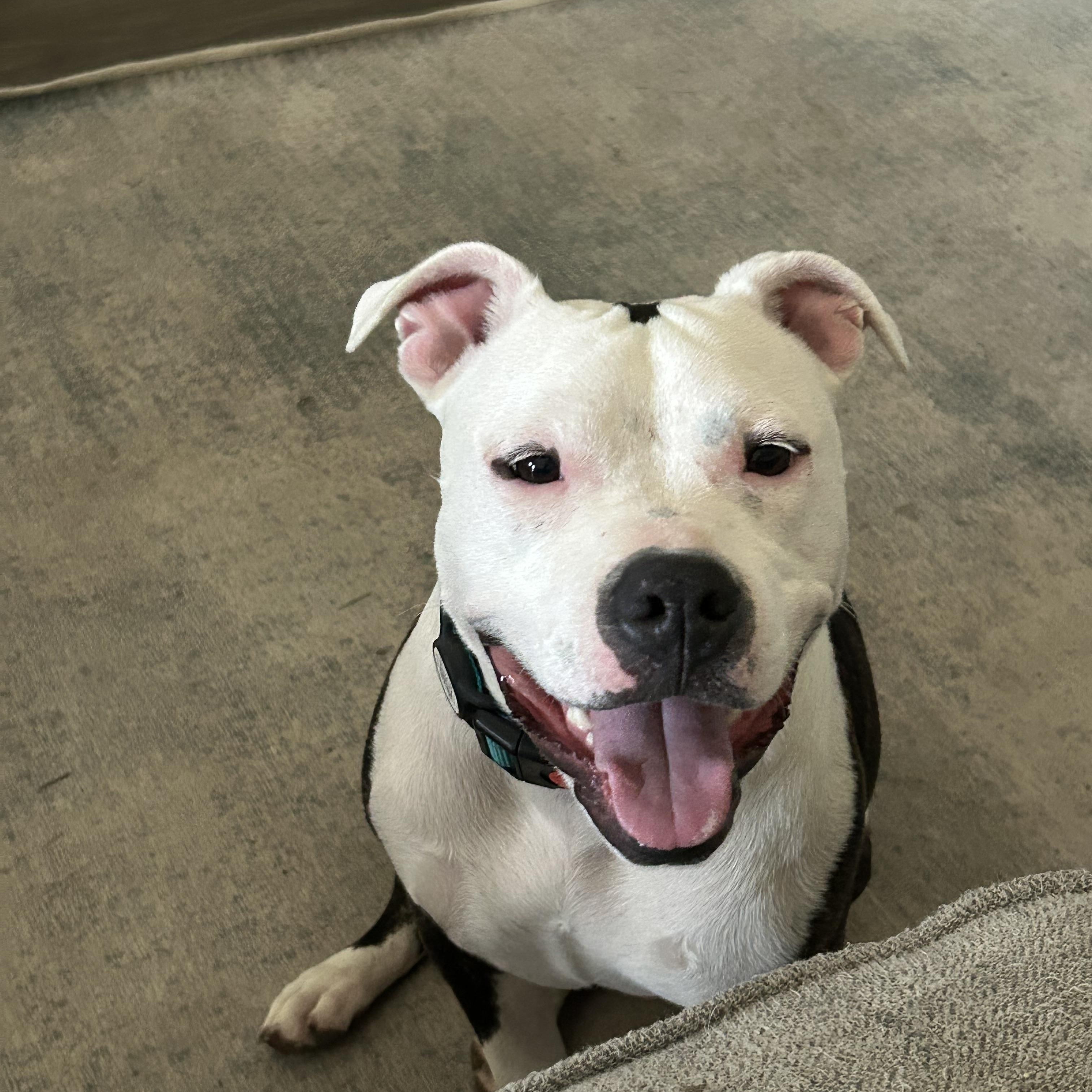 Enlarge Calypso, a Adopted mixed breed in Cross Roads, TX image 2/6