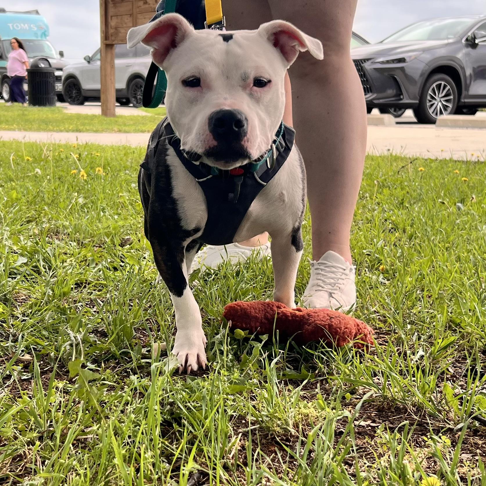Enlarge Calypso, a Adopted mixed breed in Cross Roads, TX image 3/6