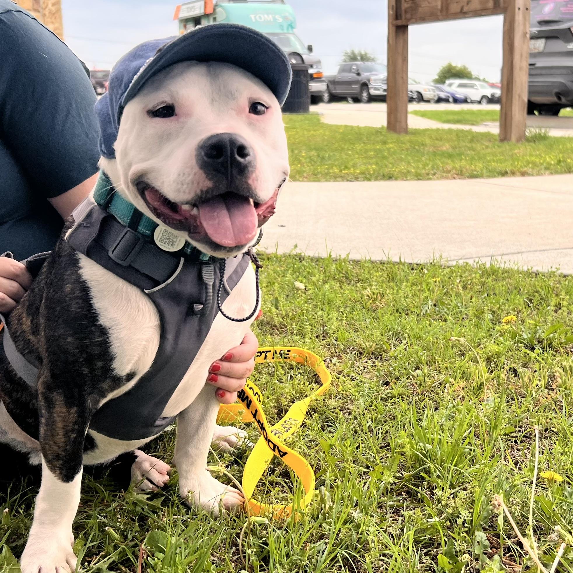 Enlarge Calypso, a Adopted mixed breed in Cross Roads, TX image 4/6