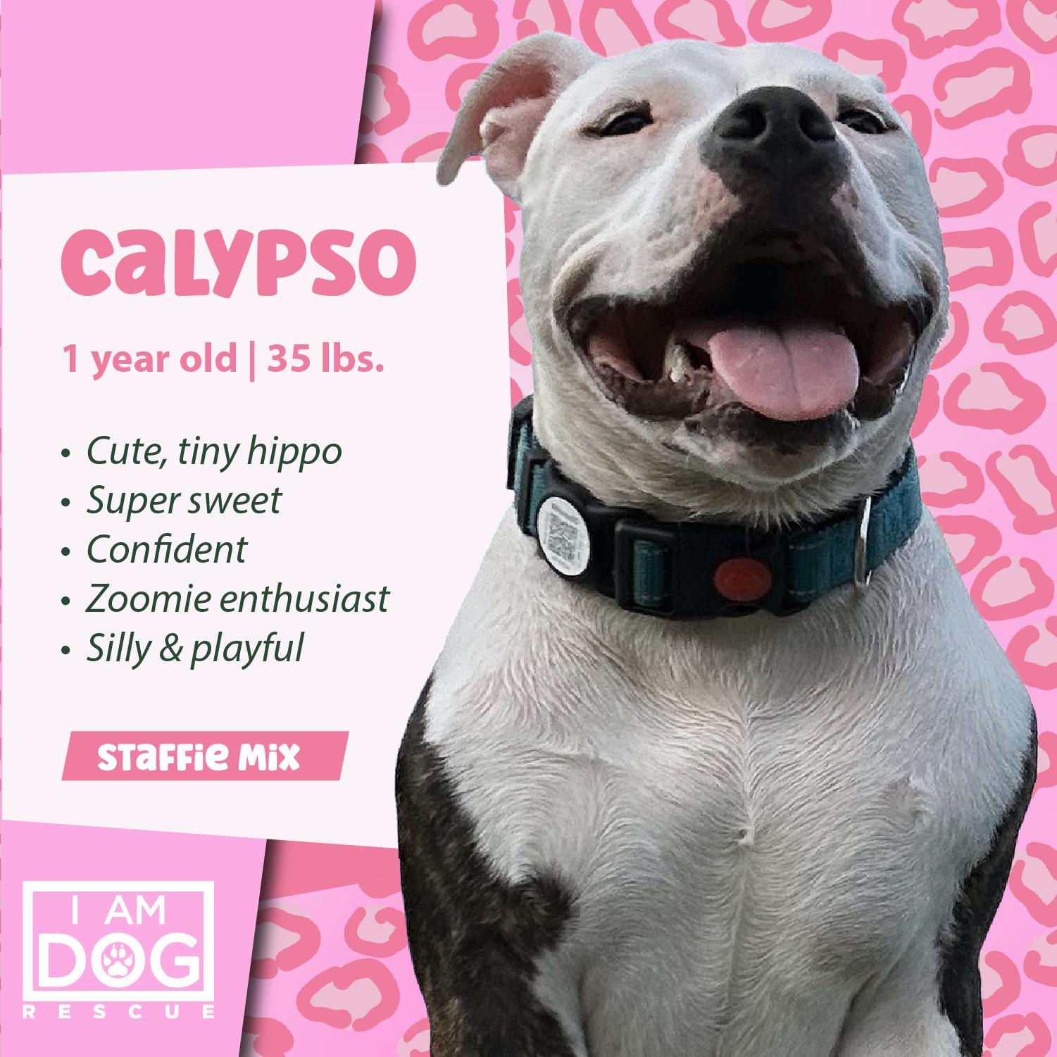 Enlarge Calypso, a Adopted mixed breed in Cross Roads, TX image 1/6