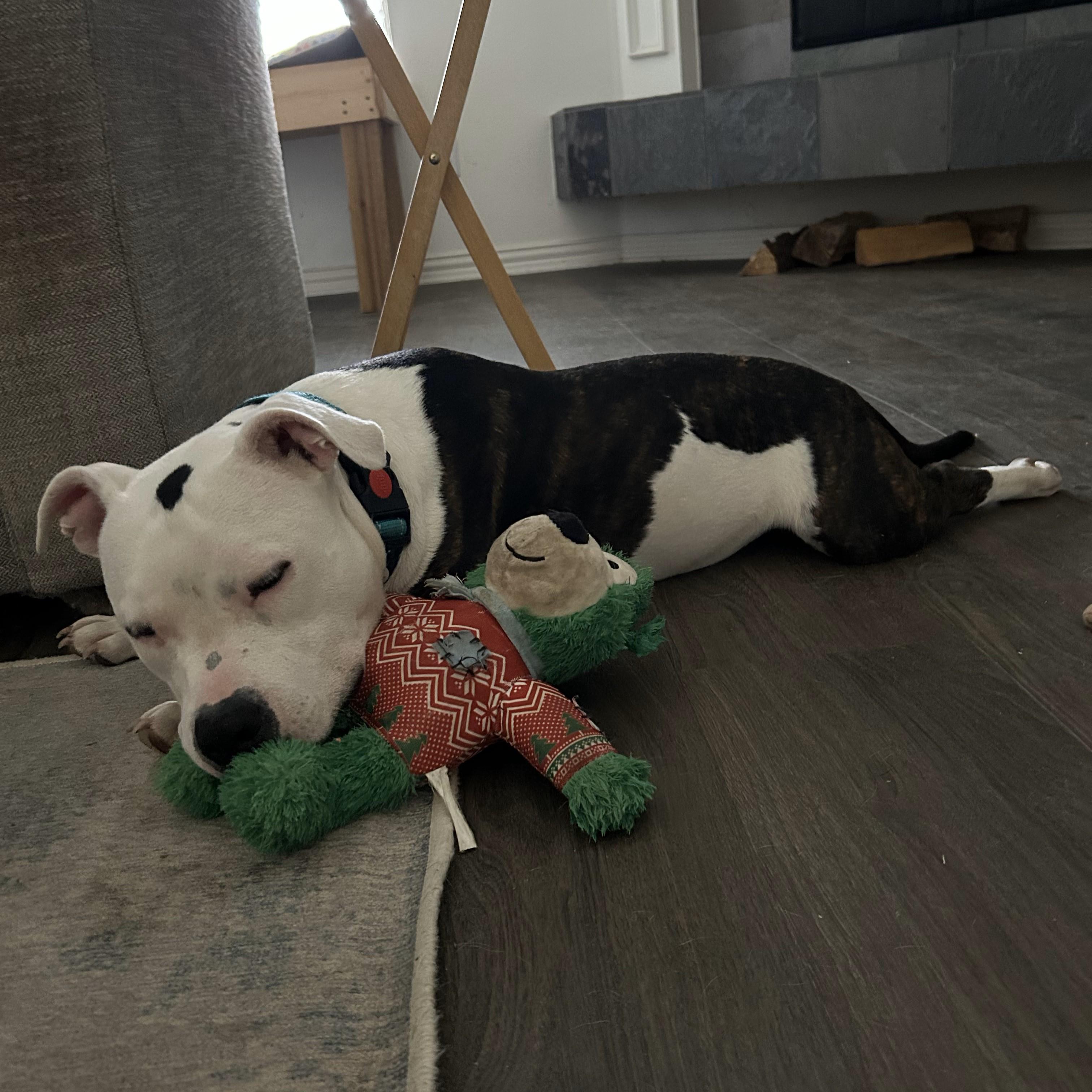 Enlarge Calypso, a Adopted mixed breed in Cross Roads, TX image 5/6