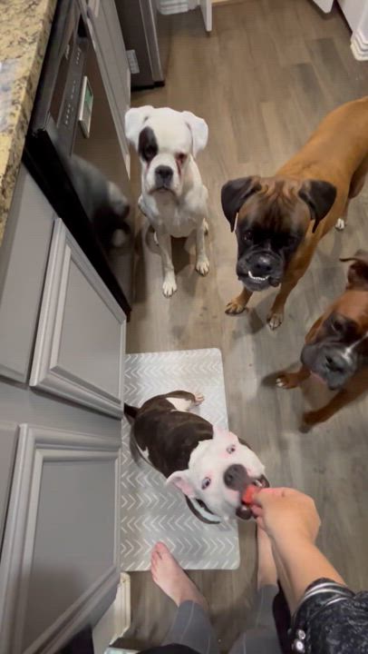 Enlarge Calypso, a Adopted mixed breed in Cross Roads, TX video 6/6