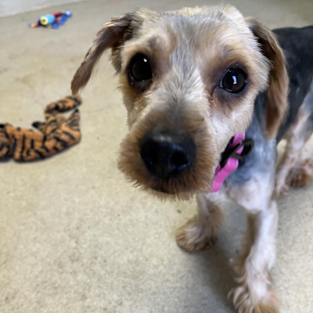 Bangers 'n' Mash, Adoptable, Adult Male Yorkshire Terrier.